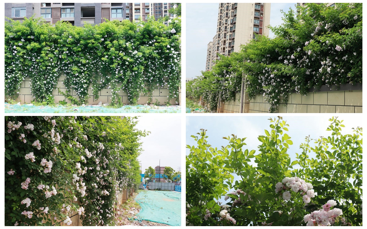 百米蔷薇花墙风光怡人 NG娱乐集团打造“让住户满意”的宜居环境