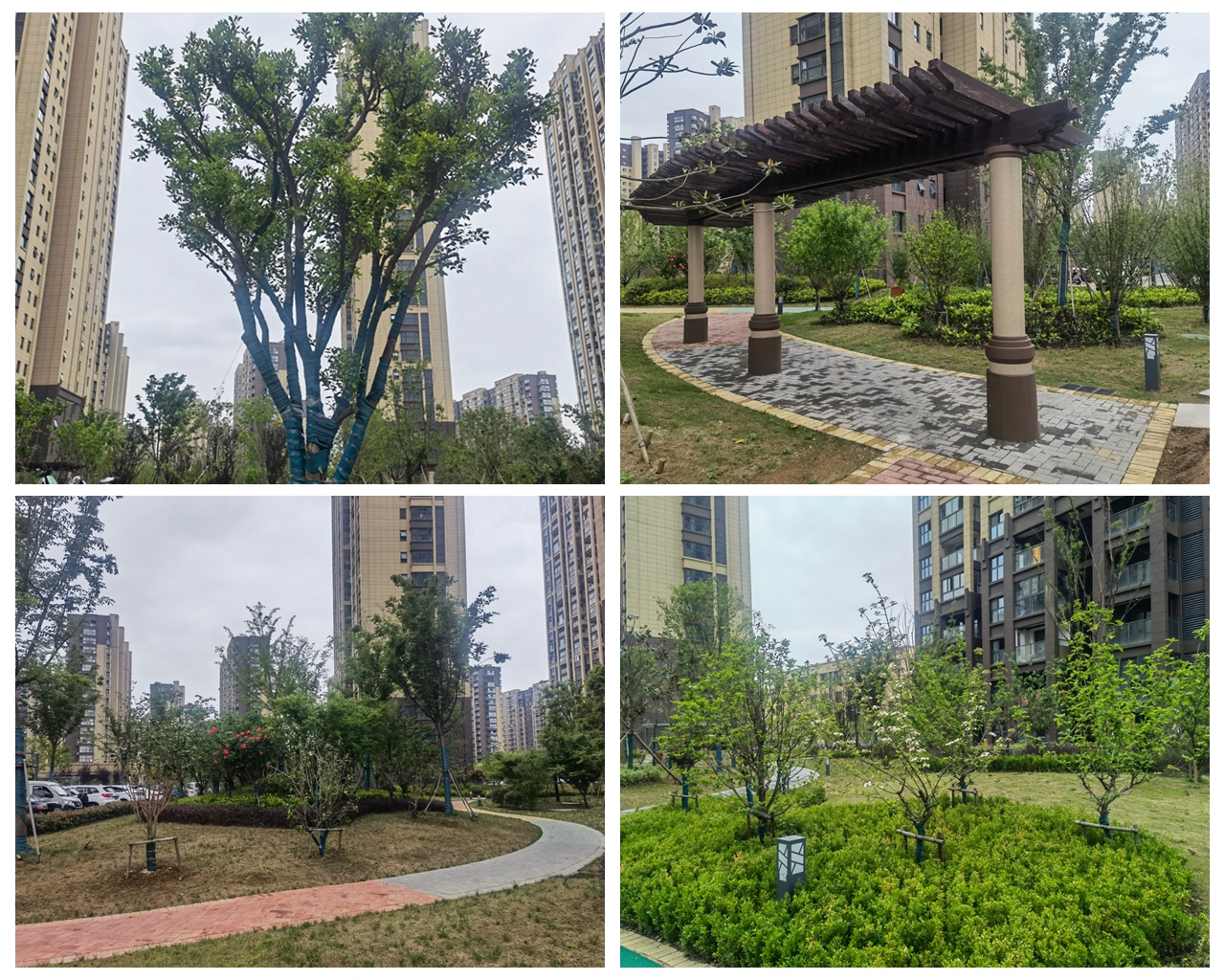 百米蔷薇花墙风光怡人 NG娱乐集团打造“让住户满意”的宜居环境